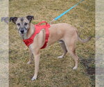Small #1 German Shepherd Dog Mix