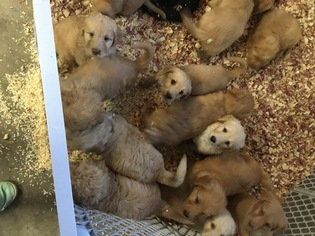 Australian Labradoodle Puppy for sale in SNOHOMISH, WA, USA