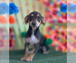 Small #4 Doxie-Pin