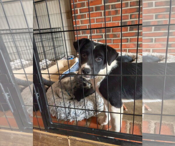 Medium Photo #2 Mutt Puppy For Sale in Garden City, NY, USA