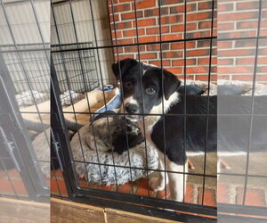 Trip - Female Mutt Dog for Adoption - Photo #2