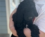 Puppy Forrest Goldendoodle