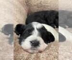 Small Photo #20 Portuguese Water Dog Puppy For Sale in RINGWOOD, NJ, USA