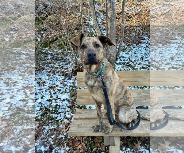 Medium Photo #3 Mutt Puppy For Sale in Sykesville, MD, USA