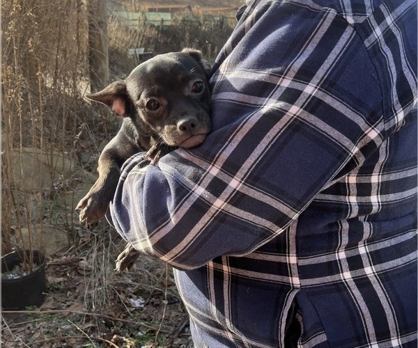 Medium Photo #18 French Bullhuahua Puppy For Sale in SPRAGGS, PA, USA