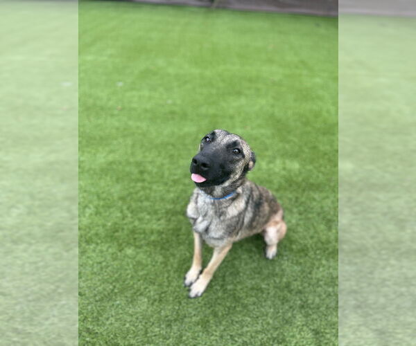 Medium Photo #4 Mutt Puppy For Sale in Imlay City, MI, USA