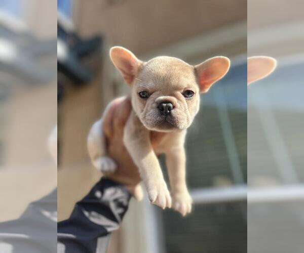 Medium Photo #12 French Bulldog Puppy For Sale in CHARLOTTE, NC, USA