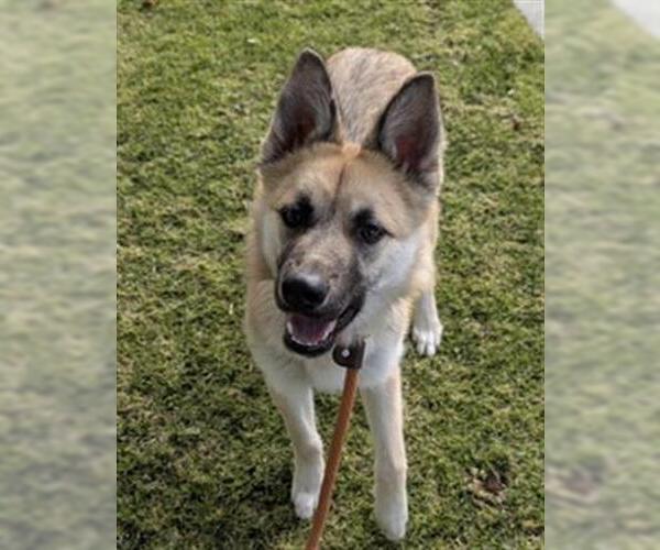 Medium Photo #2 German Shepherd Dog-Unknown Mix Puppy For Sale in Redlands, CA, USA