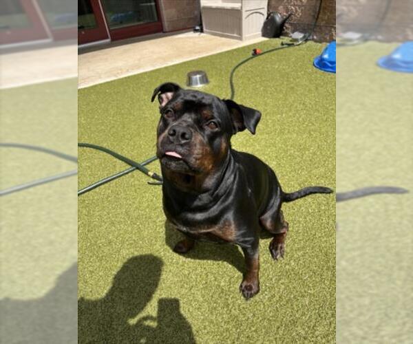 Medium Photo #2 Rottweiler Puppy For Sale in Derwood, MD, USA