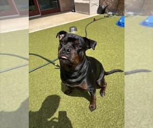 DREAM - Female Rottweiler Dog for Adoption - Photo #2