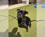 Small #1 Rottweiler