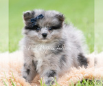 Small Photo #43 Pomeranian Puppy For Sale in WARSAW, IN, USA