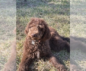 Double Doodle Puppy for sale in LEXINGTON, NC, USA