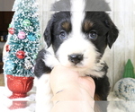 Puppy Puppy 4 Australian Shepherd