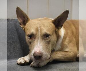 American Staffordshire Terrier-Unknown Mix Dogs for adoption in San Antonio, TX, USA