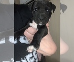 Puppy 8 American Staffordshire Terrier-Rottweiler Mix