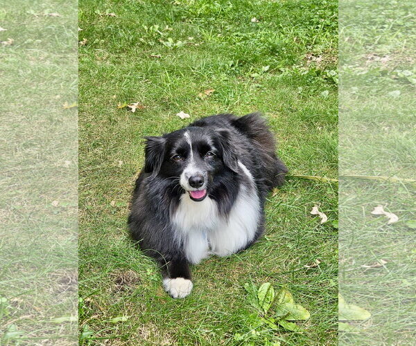 Medium Photo #2 Australian Shepherd Puppy For Sale in St. Louis Park, MN, USA