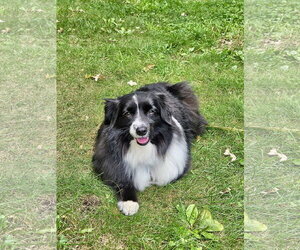 Dove - Female Australian Shepherd Dog for Adoption - Photo #2