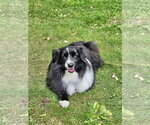 Small Photo #2 Australian Shepherd Puppy For Sale in St. Louis Park, MN, USA