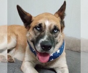 German Shepherd Dog-Huskies  Mix Dogs for adoption in Sapulpa, OK, USA