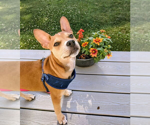 Medium Photo #25 Boston Terrier-Unknown Mix Puppy For Sale in Shermans Dale, PA, USA