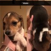 Small Photo #4 Beagle Harrier Puppy For Sale in DUNDEE, IA, USA