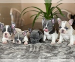Puppy 3 French Bulldog