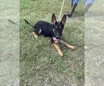 Small #3 Mutt