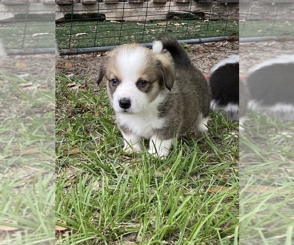 Medium Photo #8 Pembroke Welsh Corgi Puppy For Sale in BRANDON, FL, USA