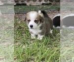 Small #7 Pembroke Welsh Corgi