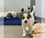 Small #2 Jack Russell Terrier Mix