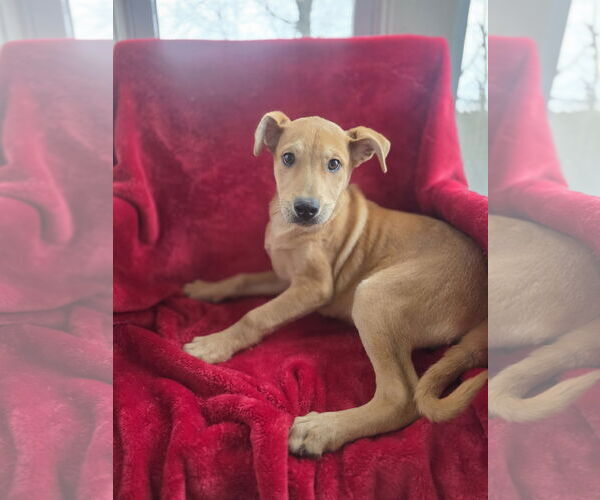 Medium Photo #3 Shepradors Puppy For Sale in SHERBURNE, NY, USA