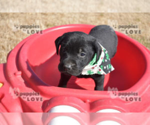 Labrador Retriever Puppy for sale in SANGER, TX, USA