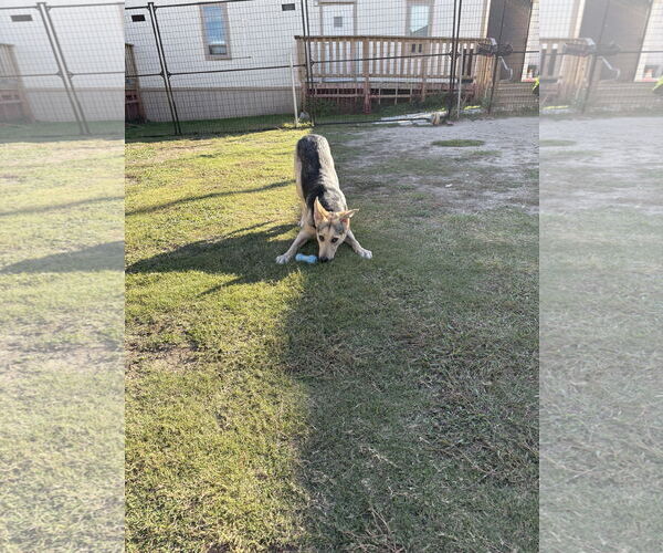 Medium Photo #4 German Shepherd Dog-Unknown Mix Puppy For Sale in Rowlett, TX, USA