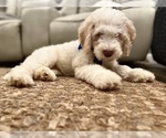 Small Photo #22 Double Doodle Puppy For Sale in PINELLAS PARK, FL, USA