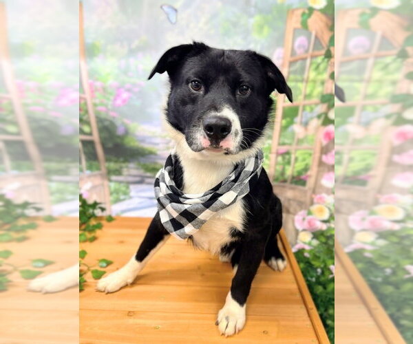 Medium Photo #2 Labrador Retriever-Unknown Mix Puppy For Sale in Bryant, AR, USA