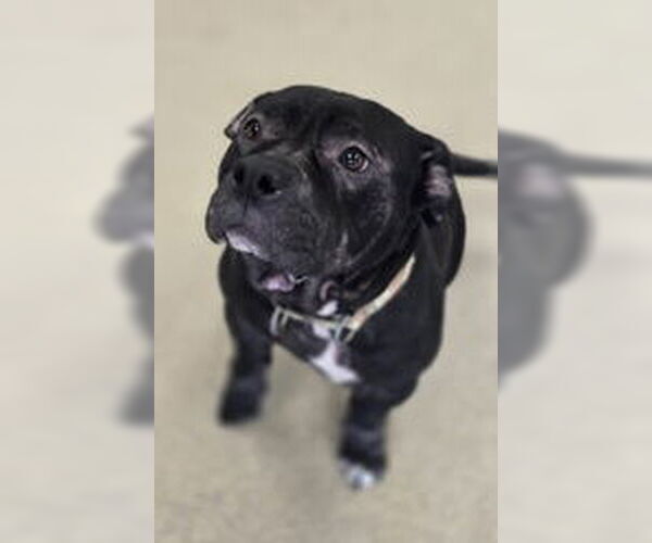 Medium Photo #2 Mutt Puppy For Sale in Oskaloosa, IA, USA