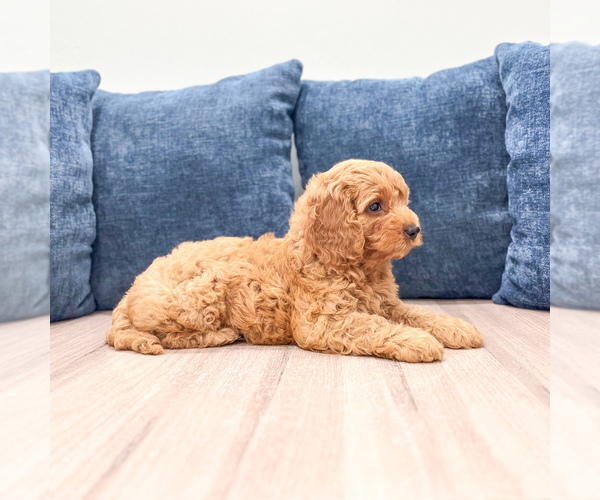 Medium Photo #3 Miniature Labradoodle Puppy For Sale in MILLERSBURG, OH, USA