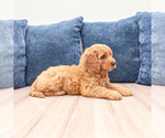 Small #2 Miniature Labradoodle