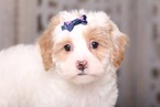 Small Photo #2 Cavapoo Puppy For Sale in MOUNT VERNON, OH, USA