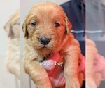 Puppy Purple boy Golden Retriever
