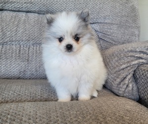 Pomeranian Puppy for sale in ORRVILLE, OH, USA