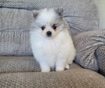 Image preview for Ad Listing. Nickname: Finn