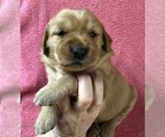 Small Photo #1 Golden Retriever Puppy For Sale in MCCOMB, MS, USA