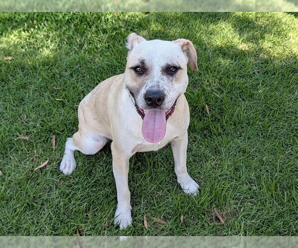 Medium Photo #1 Mutt Puppy For Sale in San Clemente, CA, USA