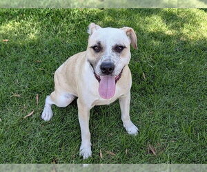 Mutt Dogs for adoption in San Clemente, CA, USA