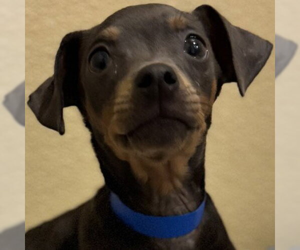 Medium Photo #1 Mutt Puppy For Sale in Pleasanton, CA, USA