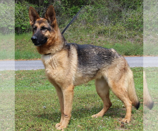 Medium Photo #3 German Shepherd Dog Puppy For Sale in Prattville, AL, USA