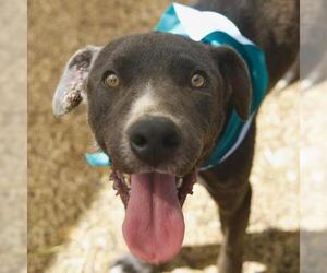 American Staffordshire Terrier-Unknown Mix Dogs for adoption in San Antonio, TX, USA