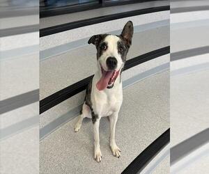 Catahoula Leopard Dog Dogs for adoption in Toronto, Ontario, Canada